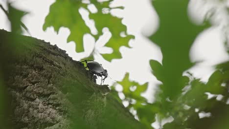 stag beetle crawling on tree trunk, low-angle closeup