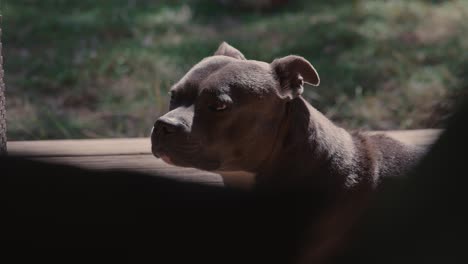 a curious pit bull terrier mixed breed dog sitting outdoors