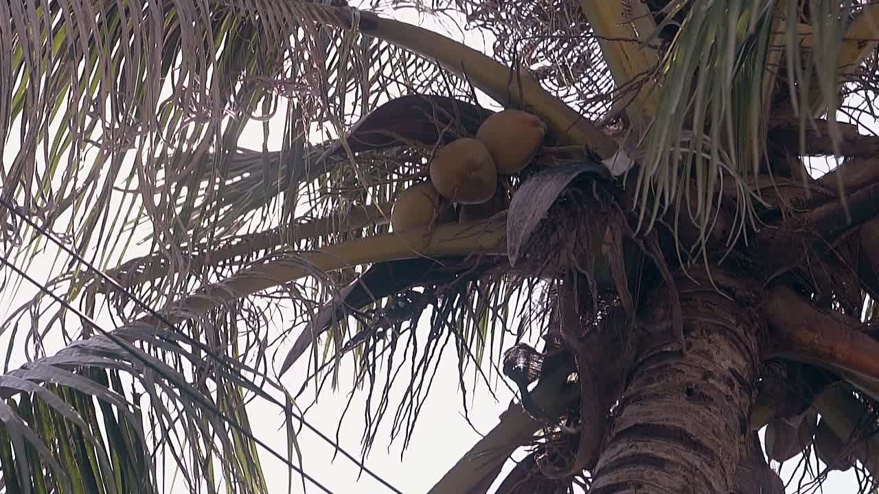 las frutas maduras del coco rodean el tronco de la palma marrón en cámara lenta