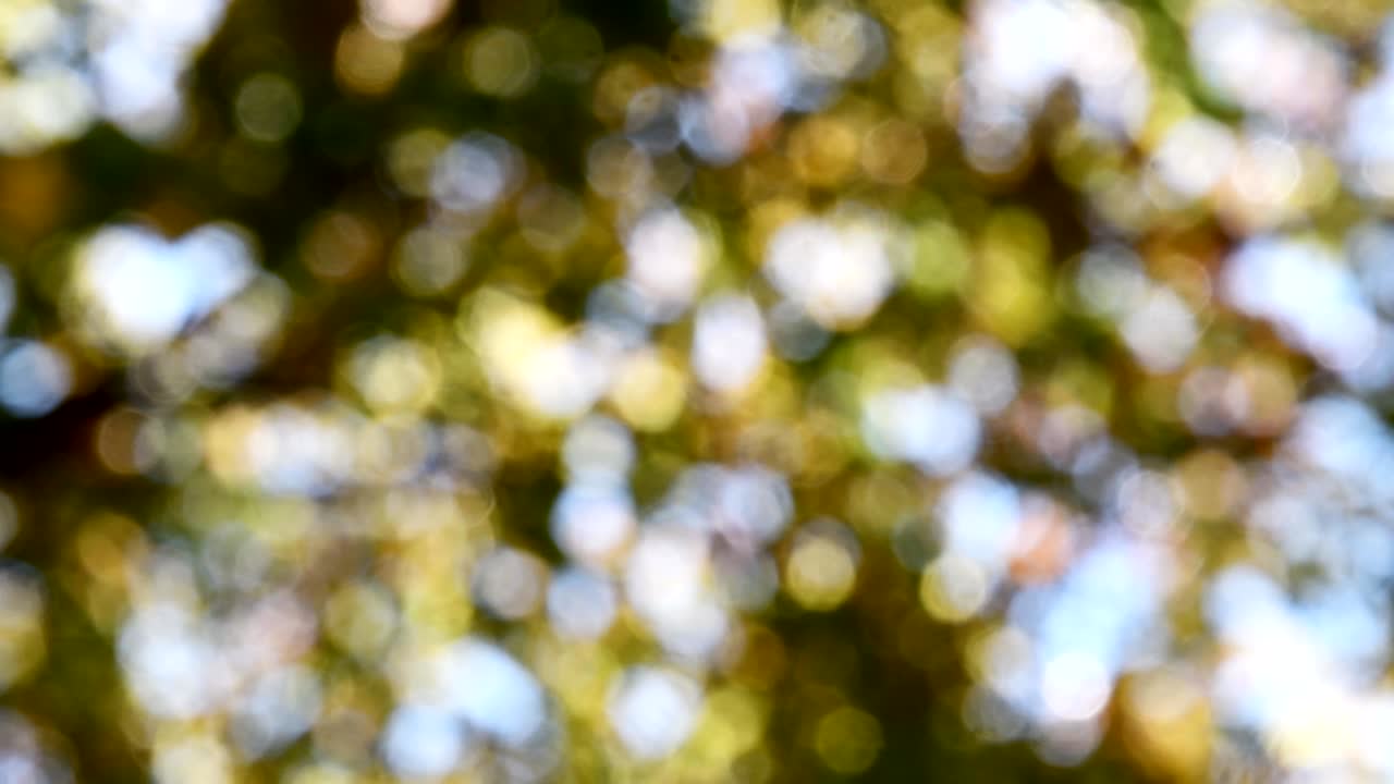 verde bokeh fondo abstracto borroso, hojas de follaje balanceándose en el viento. bokeh luz 4k
