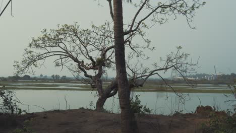 Las-Tranquilas-Aguas-Reflejan-Los-Suaves-Tonos-Del-Amanecer,-Mientras-Que-Un-Magnífico-árbol-Se-Yergue-Elegantemente-En-Primer-Plano,-Agregando-Un-Toque-De-Esplendor-Natural-A-La-Escena