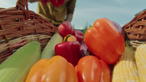 freshly picked vegetables from the garden