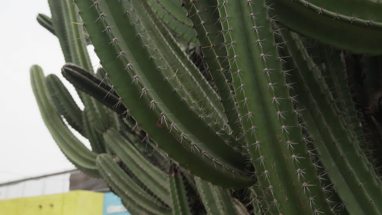 Lady Of The Night Cactus - Tall Spiny Columnar Cactus With Ridged Green Stems. closeup shot