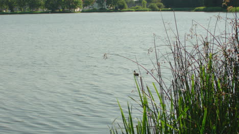 Schöner-Ruhiger-Und-Friedlicher-Seeblick-In-Den-Niederlanden,-Europa