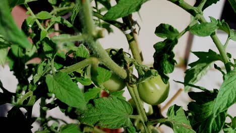 Tomates-Verdes-Sin-Madurar-Que-Crecen-Afuera