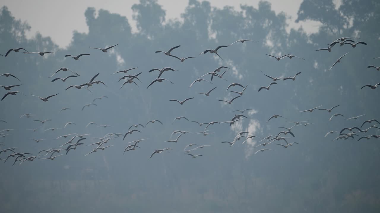 날아다니는 큰 새 무리