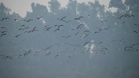 la gran bandada de pájaros volando