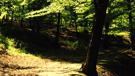 4k footage of sun shining through green forest in the spring time