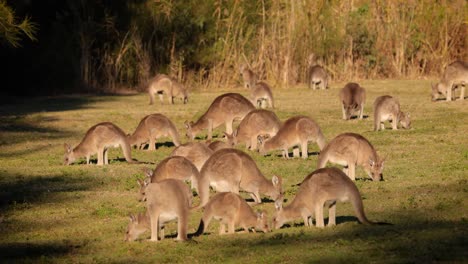 Horde-östlicher-Graukängurus-In-Der-Morgensonne,-Coombabah-Lake-Conservation-Park,-Gold-Coast,-Queensland