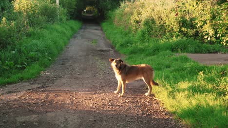 Perro-En-Un-Camino-Bajo-La-Luz-Del-Sol-Atrapando-Una-Pelota