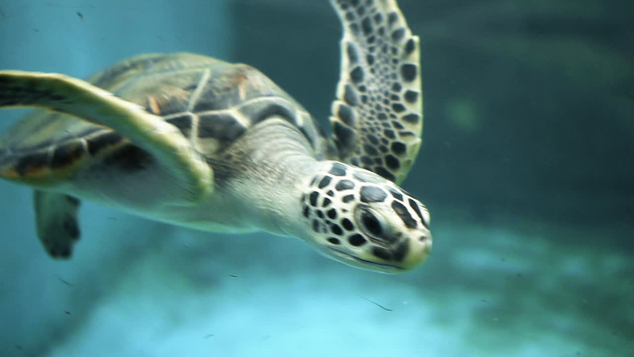 A young sea turtle swiming in aquarium
