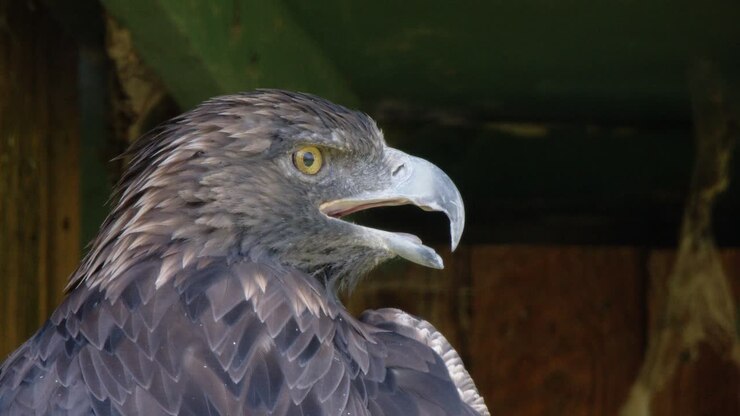 Golden eagle closeup in farmyard opens beak to cool during hot day