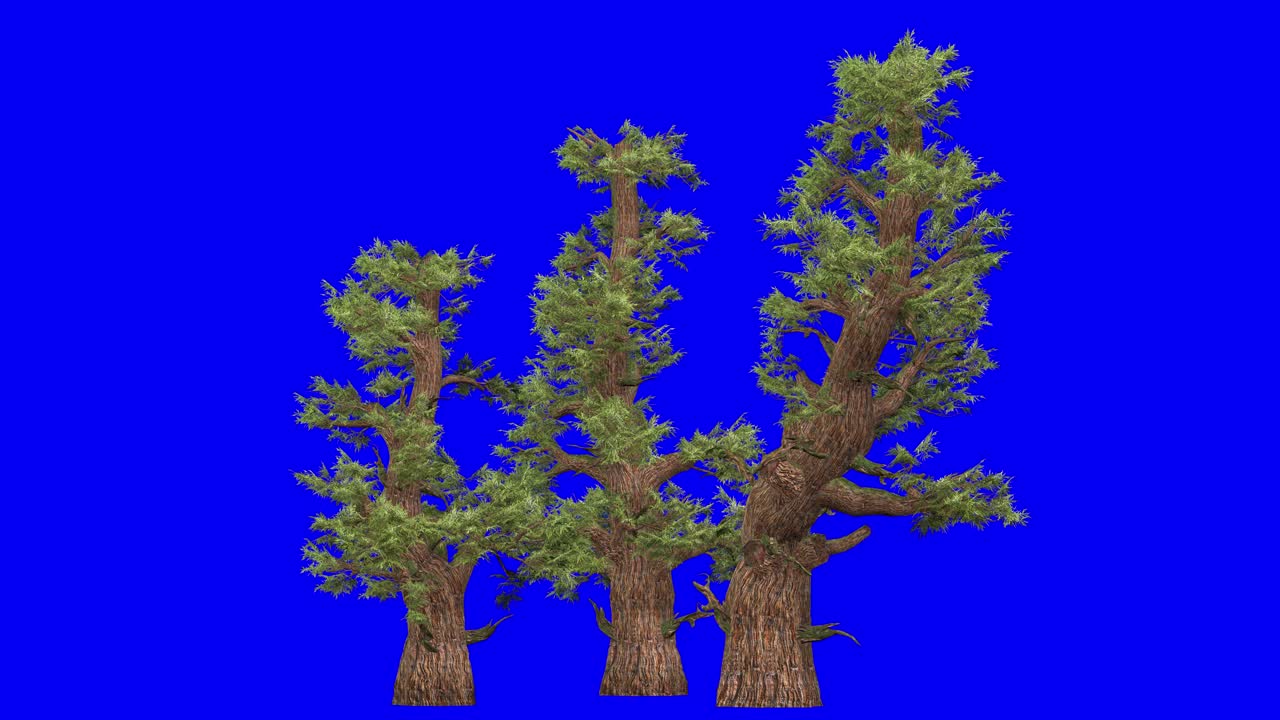 3D western juniper cluster with wind effect on blue screen 3D animation