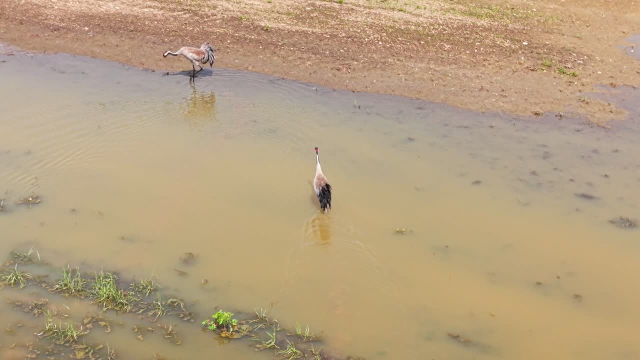 Two cranes walk slowly across wet green terrain with scattered vegetation in open field