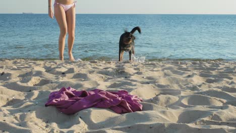 a woman and her playful dog leave the water and walk up the beach