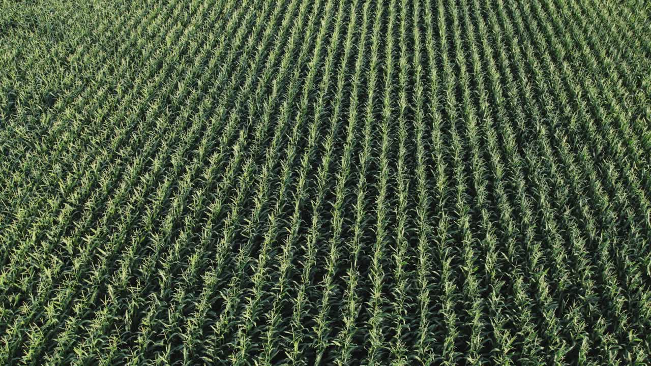órbita aérea de un campo tranquilo de maíz