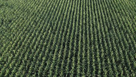 aerial orbit of tranquil field of maize