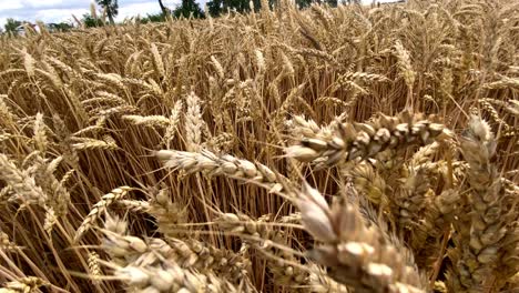 dolly forward shot of pikelets of yellow ripe wheat on golden field