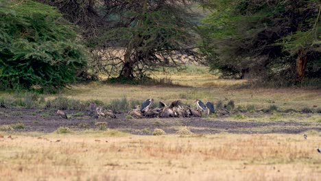 eurasian griffon vultures and marabou storks in ngorongoro preserve africa gathering, wide shot