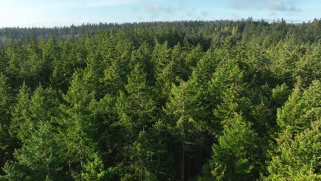 drone shot flying just over the tops of evergreen trees