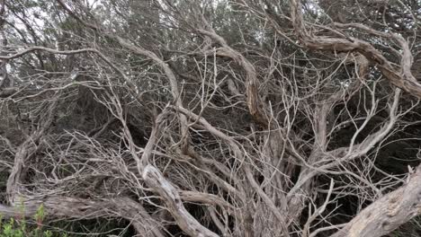 leptospermum branches and leaves in natural scenery