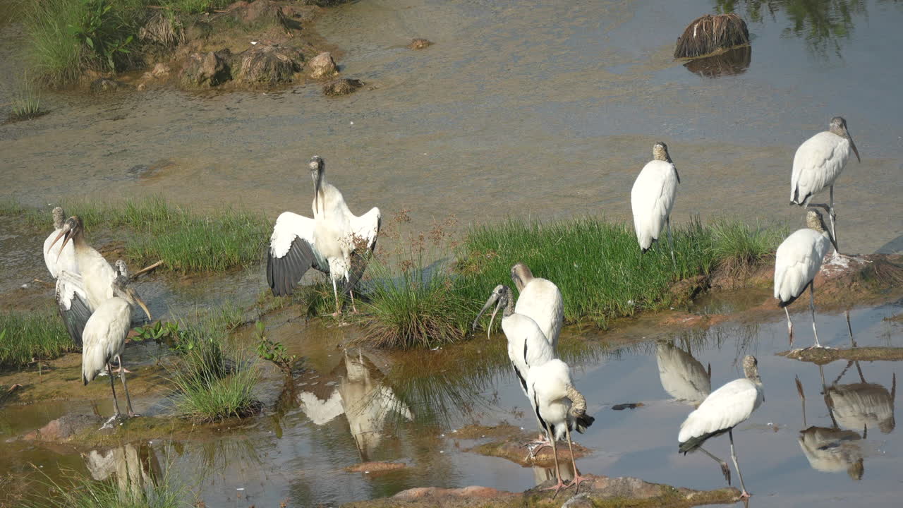 Group of Wood Storks (Mycteria americana) standing and preening in shallow water at Playa Blanca, Panama. Wildlife scene in natural wetland habitat