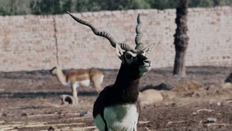 パキスタンの動物園で 2 つの美しいチンカラの手持ちショット