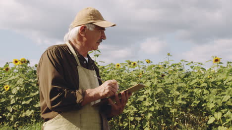 senior agronomist examining sunflower crops