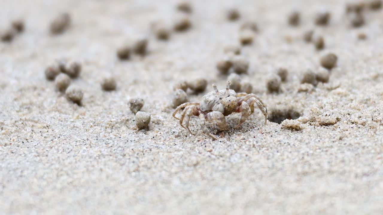 유령 크래브가 모래 해변에서 움직입니다.