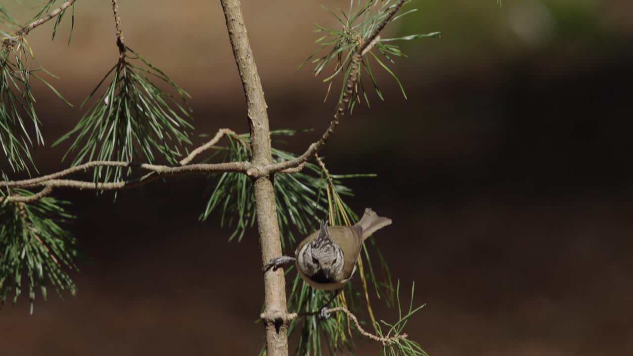 소나무 가지 에 있는 작은 새
