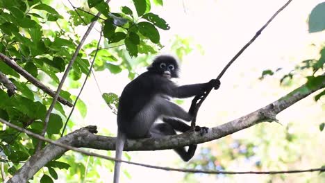 dusky leaf monkey, trachypithecus obscurus, sitzt auf dem ast und schaut zu der rebe hoch, die er hält und nach unten schaut