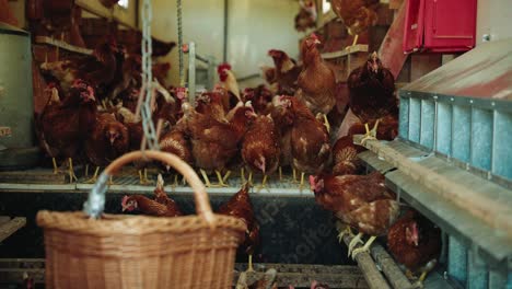 pollos marrones parados en una granja avícola con un agricultor recogiendo huevos y colocándolos en una canasta