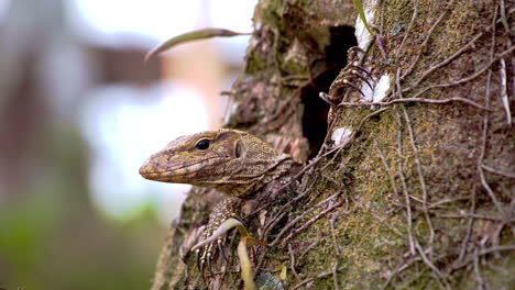 Asian-water-monitor-lizard-peeking-out-its-nest-in-tree-hollow,-Bali