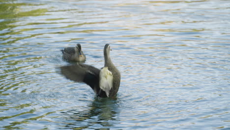 Eastern-Spot-Billed-Duck-Swimming-In-A-Lake,-Flapping-Its-Wings-In-Tokyo,-Japan---high-angle,-slow-motion