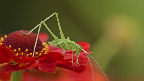 un saltamontes sentado sobre una flor de zinnia en flor