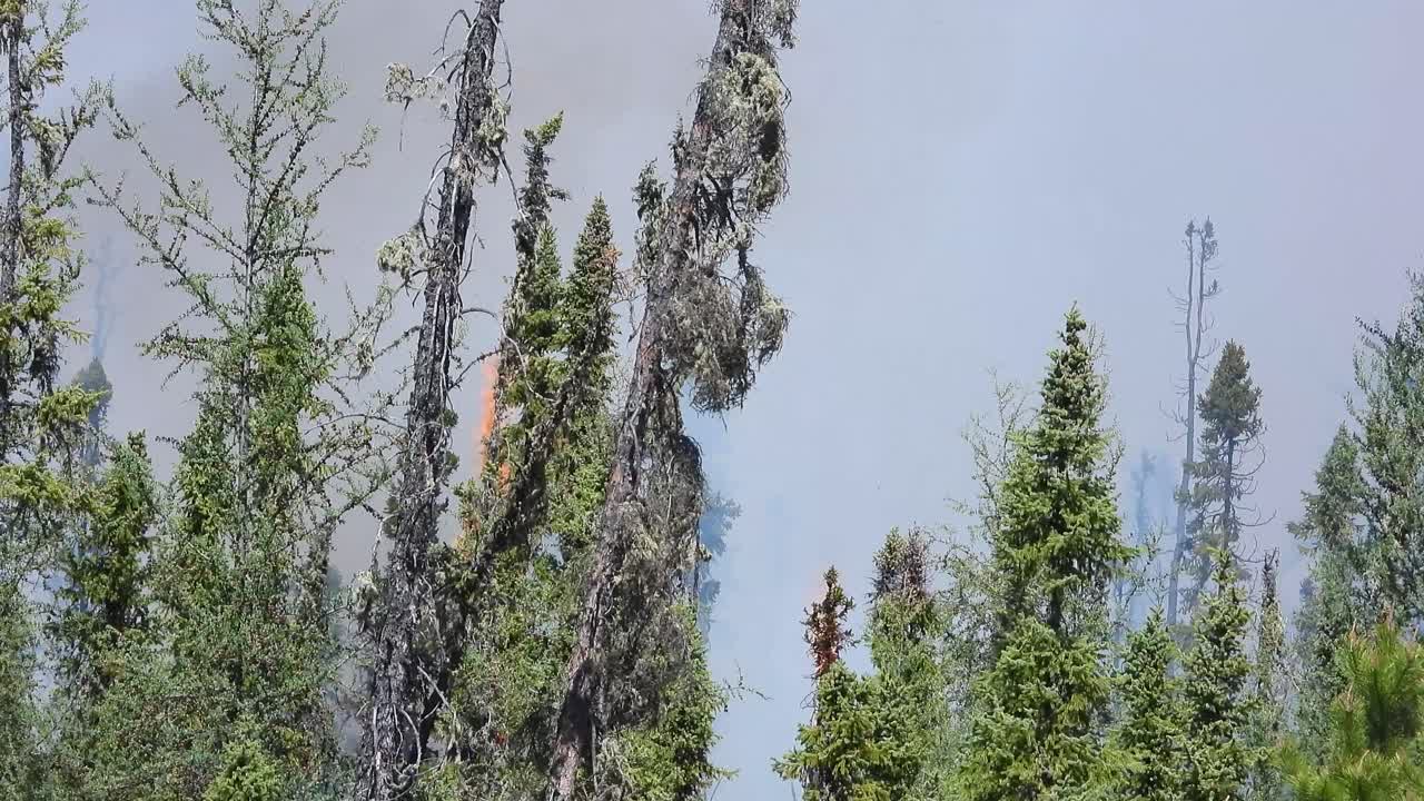 연기가  ⁇ 아오르는 나무 꼭대기 불