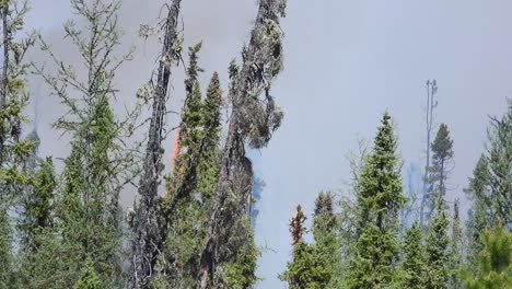 Treetop-fire-with-smoke-rising