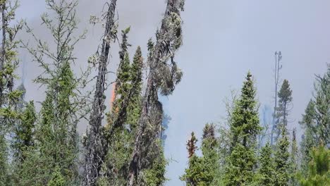 treetop fire with smoke rising