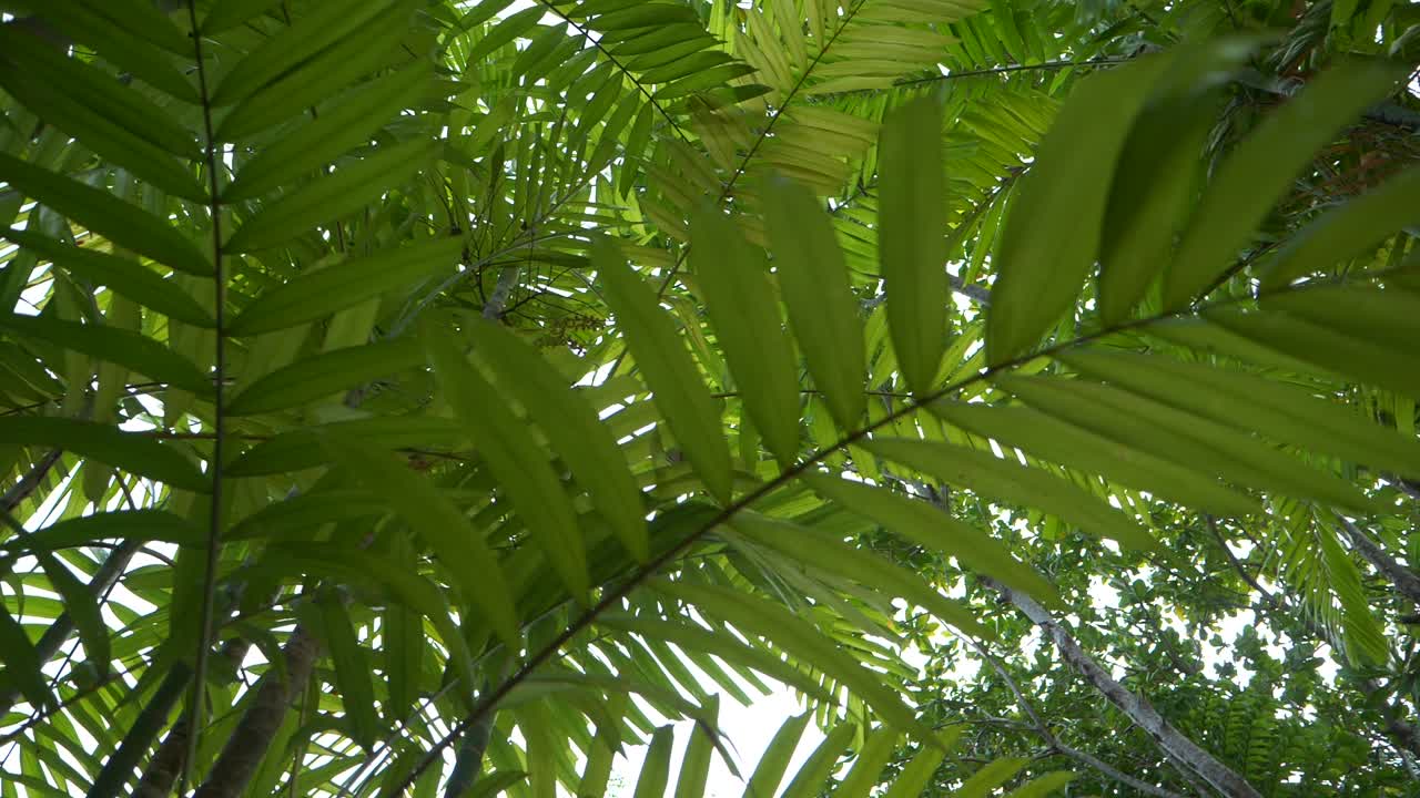 Reverse shot below palm trees, on a sunny day, in Khao lak, Thailand