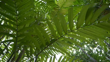 reverse shot below palm trees, on a sunny day, in khao lak, thailand