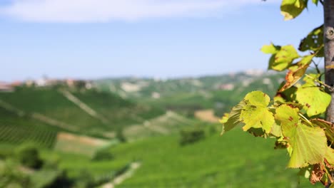 lush vineyard landscape with grape leaves