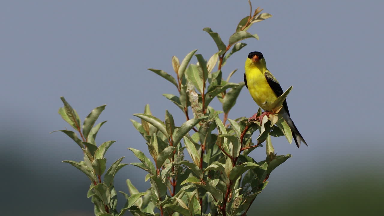 un macho dorado americano tratando de permanecer encaramado en un árbol que ondea en el viento