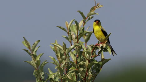 a male american golden trying to stay perched in a tree that is waving in the wind