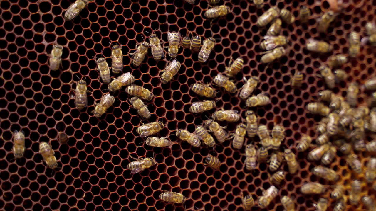 Bees on a honeycomb. Busy insects working on a frame with honey. Natural food product. Close-up. Top view.