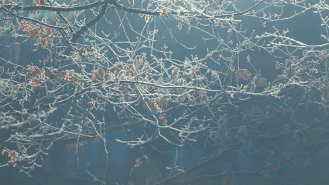 A-close-up-parallax-shot-reveals-a-thin-layer-of-hoarfrost-on-dark,-slender-branches-adorned-with-withered-leaves