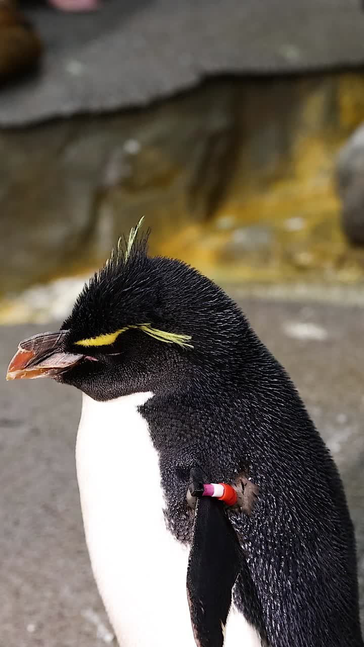 pingüino caminando más allá del fondo rocoso, mirando a su alrededor
