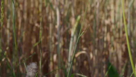 a woman picks a dandelion