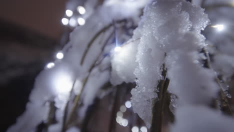 christmas lights on snow covered tree branches close up