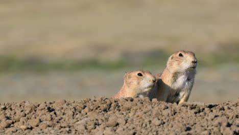 two black tailed prairie dogs peak out of burrow, grasslands national park canada