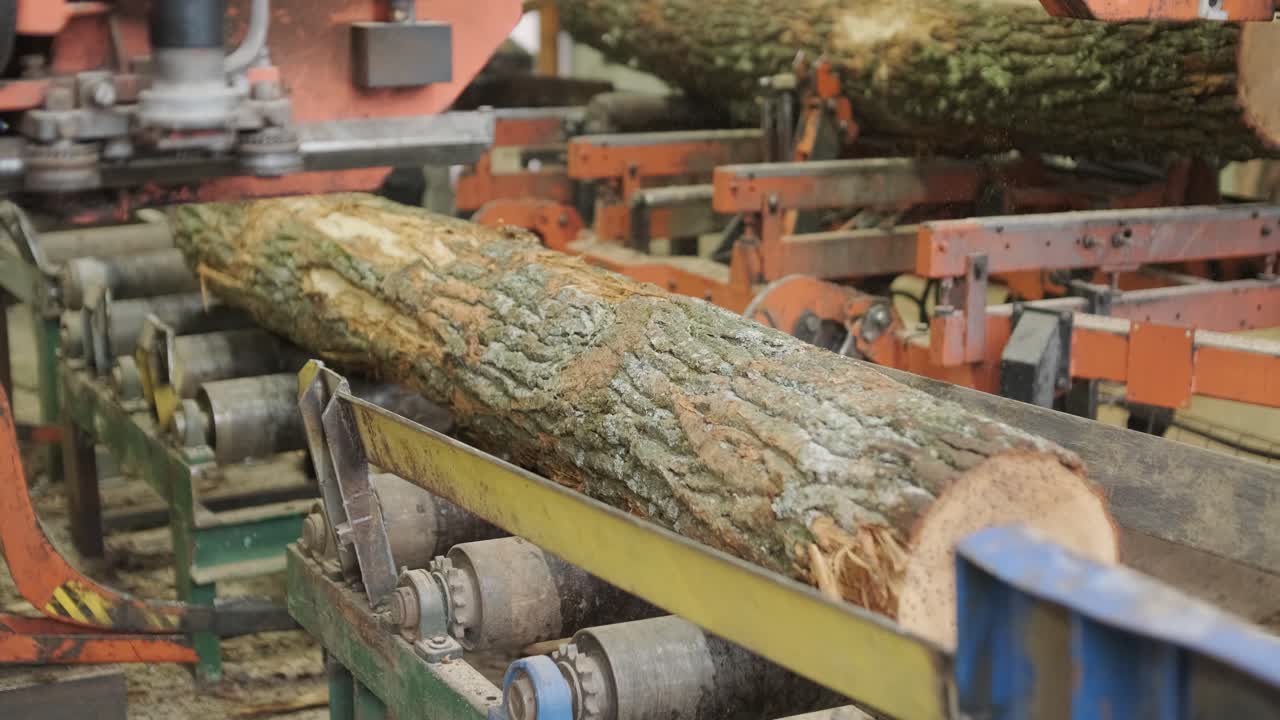 Large Log Moving on Conveyor Belt in Sawmill